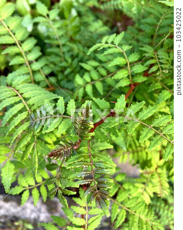 Japanese pepper leaves with dazzling young leaves 103425022