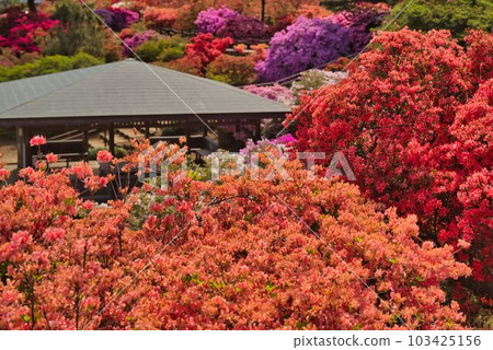 火紅的杜鵑丘 103425156