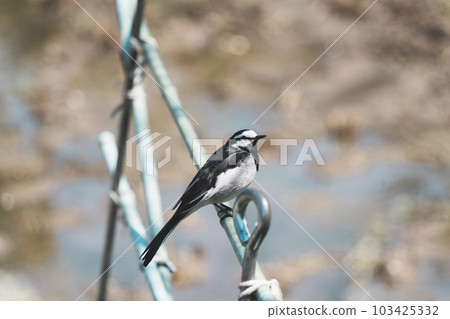 Cute Hakusekirei Cute Hakusekirei 103425332