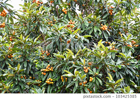 Fruit of loquat 103425385