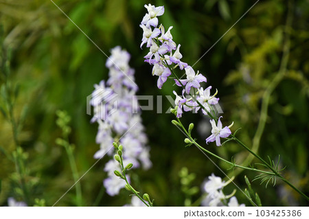Larkspur 103425386