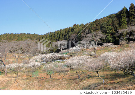 Bamboo garden in full bloom 103425459