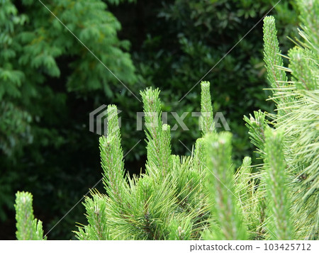 關閉杉木葉子 關閉杉木葉子 103425712