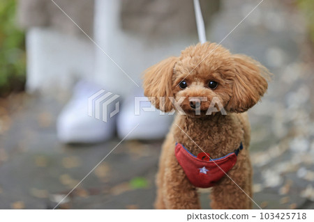 toy poodle taking a walk 103425718