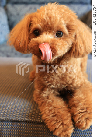 toy poodle taking a walk 103425754