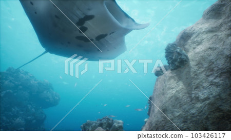 stunning manta ray floats effortlessly over a stunning coral reef 103426117