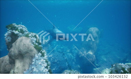 big white shark cruising past the coral reef 103426132