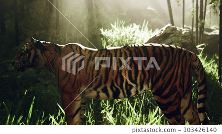 With the sun shining down a mammoth Bengal tiger hunts for its next meal With the sun shining down a mammoth Bengal tiger hunts for its next meal 103426140