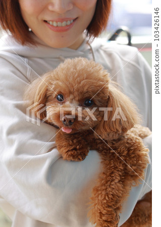 toy poodle  103426146