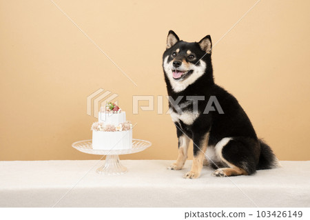 Whole cake and smiling sherry of black shiba 103426149