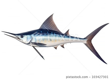 Marlin Swordfish marine animal isolated on white background, fish beak sharp as a sword, popular for fishing, aquatic sea diversity, with Generative AI. Marlin Swordfish marine animal isolated on white background, fish beak sharp as a sword, popular for fishing, aquatic sea diversity, with Generative AI. 103427301