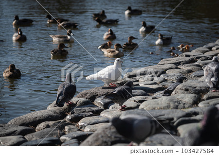 Pigeons and ducks gathering at the waterside 103427584