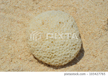 白化珊瑚 2 白化珊瑚 2 103427765