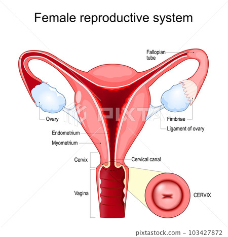 Female reproductive system structure. Cross section of the uterus 103427872