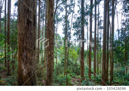 Eucalyptus forest in Galicia, Spain 103428096