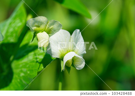 Spring white flowers of snap peas grown in the field 103428488