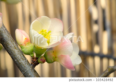 作為園林樹栽培的日本木瓜早春開出白色和粉紅色的花朵 作為園林樹栽培的日本木瓜早春開出白色和粉紅色的花朵 103428492