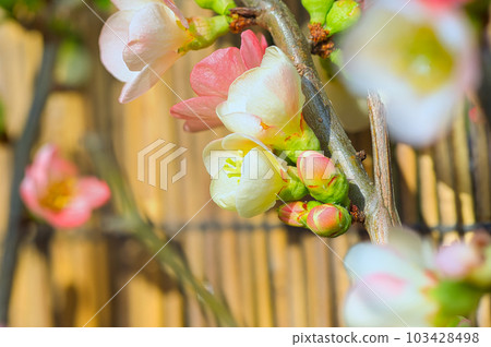 White and pink flowers blooming in early spring of Japanese quince cultivated as a garden tree 103428498