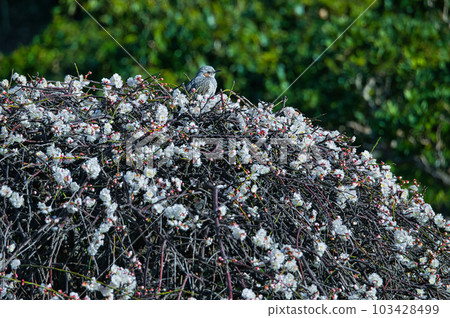 White flowers and brown-eared bulbuls blooming in early spring of a weeping plum cultivated as a garden tree 103428499