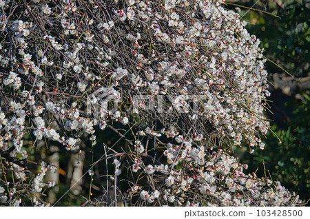 作為庭院樹栽培的垂枝梅早春開白花 作為庭院樹栽培的垂枝梅早春開白花 103428500