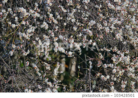 作為庭院樹栽培的垂枝梅早春開白花 103428501