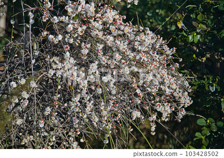 作為庭院樹栽培的垂枝梅早春開白花 作為庭院樹栽培的垂枝梅早春開白花 103428502