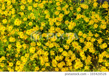 Flower bed 103428526