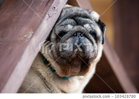 Portrait of an elderly beige pug peeking from behind the railing of the veranda, selective focus. Portrait of an elderly beige pug peeking from behind the railing of the veranda, selective focus. 103428780