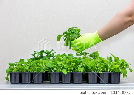 A gloved hand adds a pot of seedlings to the total mass of plants.  103428782