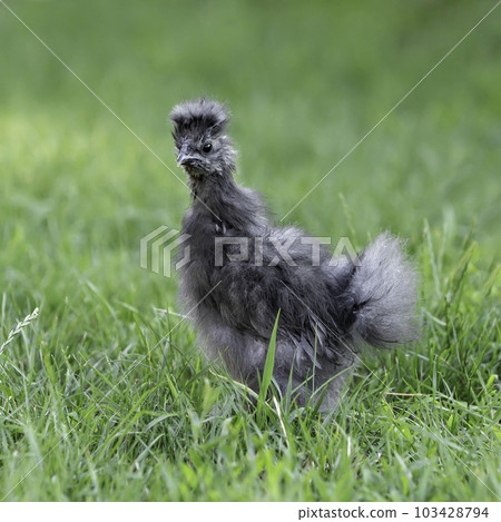 Grey Chinese Silky Chicken in Green Grass. Grey Chinese Silky Chicken in Green Grass. 103428794