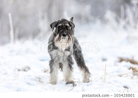 Pepper-and-salt medium schnauzer stands looking back in a winter snowy forest 103428801