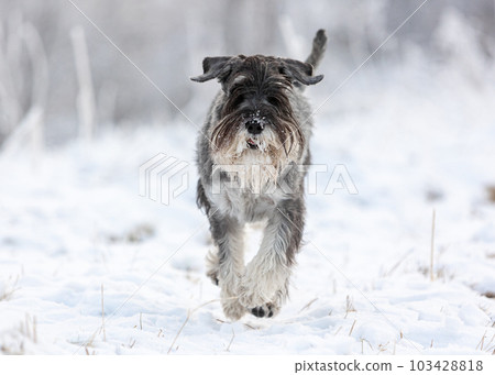 Medium schnauzer with pepper and salt walks in winter snowy forest 103428818