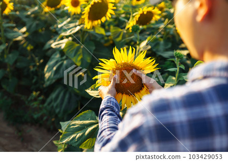 Farmer examining crop in the sunflower field. Harvesting, organic farming concept Farmer examining crop in the sunflower field. Harvesting, organic farming concept 103429053