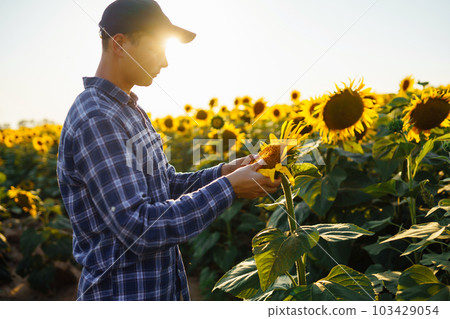 Farmer examining crop in the sunflower field. Harvesting, organic farming concept Farmer examining crop in the sunflower field. Harvesting, organic farming concept 103429054
