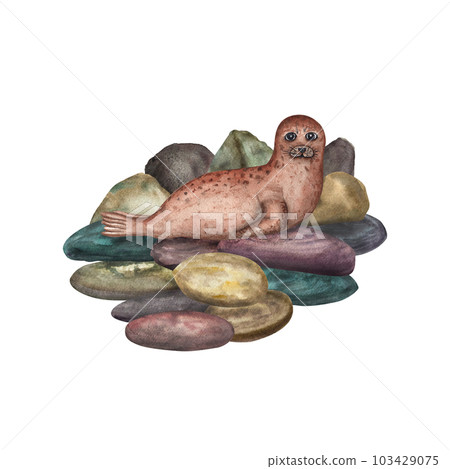 Watercolor illustration of fur seal resting on the rocks isolated on white background. For baby textile, wallpaper, nursery decoration, cards, background, souvenirs, wrapping. Cartoon style. Watercolor illustration of fur seal resting on the rocks isolated on white background. For baby textile, wallpaper, nursery decoration, cards, background, souvenirs, wrapping. Cartoon style. 103429075