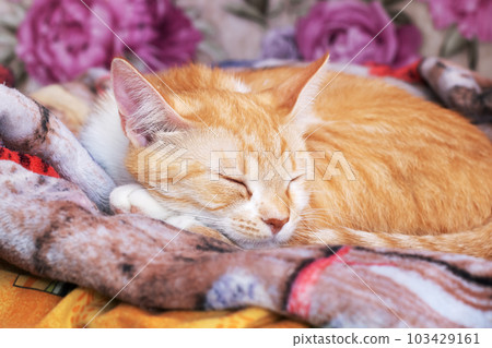 Ginger kitten sleeps curled up at home 103429161