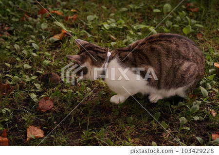 Cat looks at the mouse in garden Cat looks at the mouse in garden 103429228