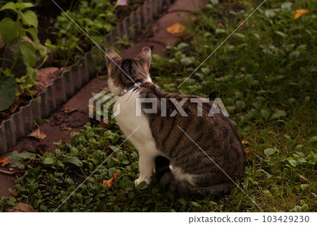 Cat looks at the mouse in garden Cat looks at the mouse in garden 103429230