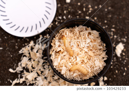 Bee larvae insects for fishing, in a container with sawdust, close-up, copy space 103429233