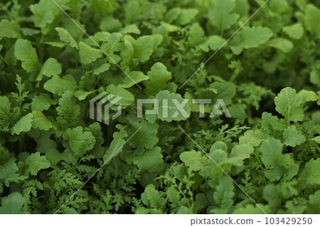 Mustard sprouts grown for organic fertilizer , green manure , siderates. Add organic matter to soil, nitrogen for following crops, eco, organic farming, close up, flat lay 103429250