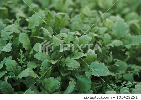 Mustard sprouts grown for organic fertilizer , green manure , siderates. Add organic matter to soil, nitrogen for following crops, eco, organic farming, close up, flat lay 103429251