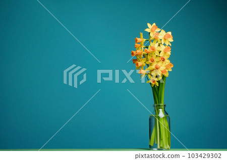 Narcissus bouquet. Spring composition. Yellow flowers daffodil in transparent bottle with blue background. Mother's day concept 103429302