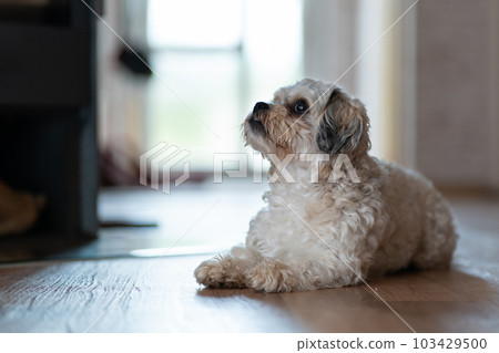 A cute little fluffy Maltese dog is lying on the floor in the hallway and looking up. Copy space A cute little fluffy Maltese dog is lying on the floor in the hallway and looking up. Copy space 103429500