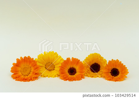 Calendula flowers on yellow background front view close up card Calendula flowers on yellow background front view close up card 103429514