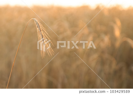 Gold ears of wheat, soft focus on field. Agricultural scene background at beautiful sunset. Ripe wheat field nature scenery in summer field. Cereal farming 103429589