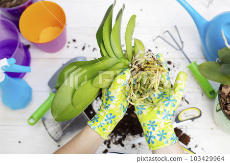 Woman in gloves is transplanting orchids plant into the new pot on white table 103429964