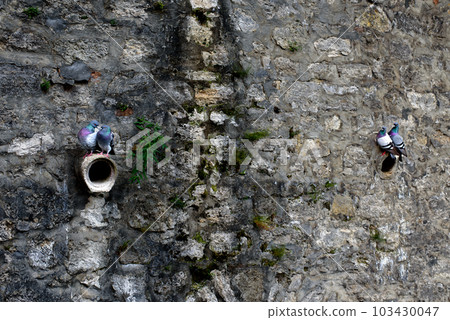 Pigeons are resting. Pigeons on a stone wall near water. 103430047