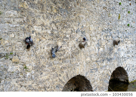 Pigeons are resting. Pigeons on a stone wall near water. 103430056