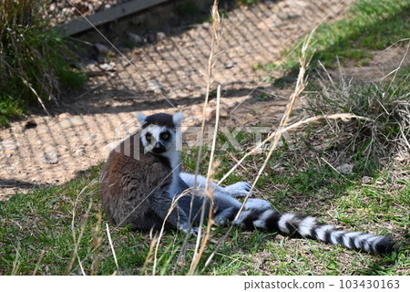 Adorable ring-tailed lemur Adorable ring-tailed lemur 103430163