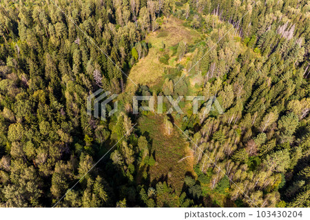 Aerial view of mixed green forest in flight 103430204